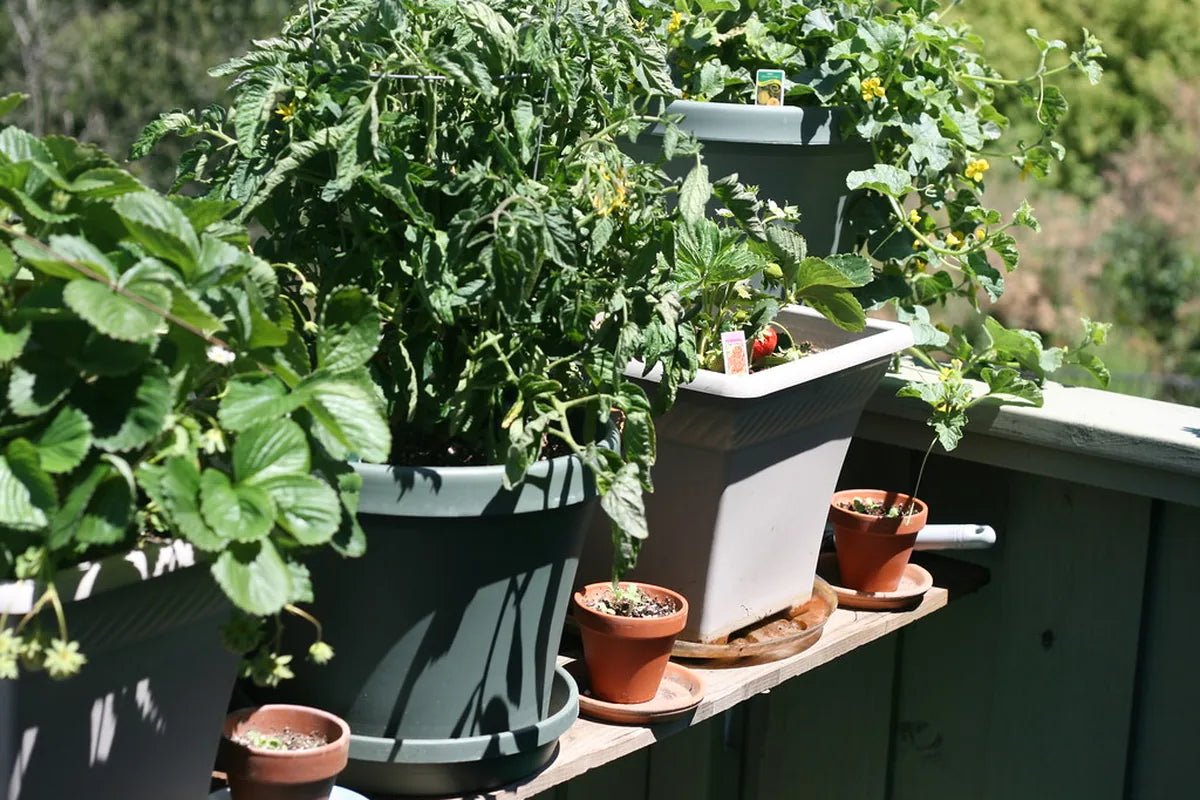 Container Garden