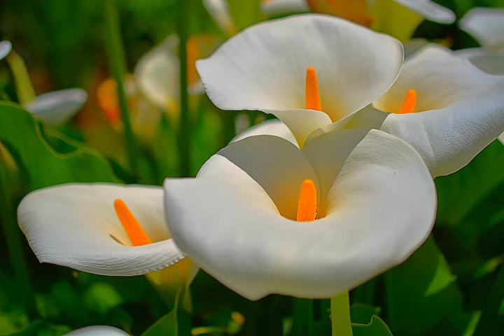 Lilies