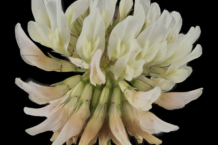 Clover
