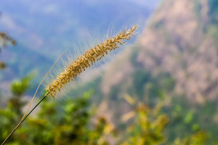 Greenery Grass