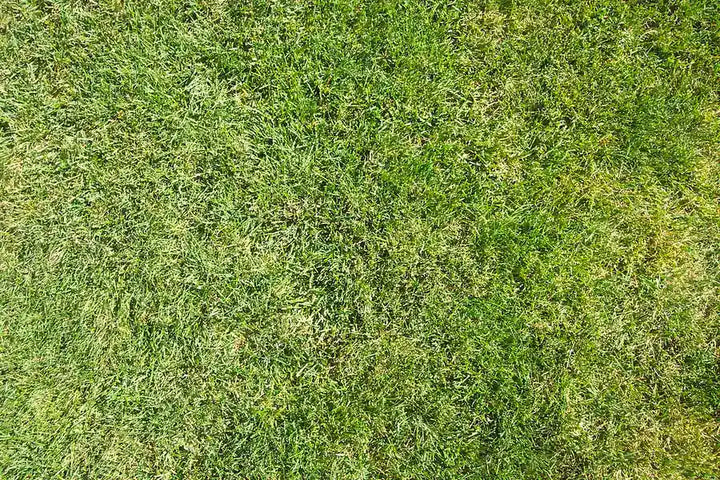 Lawn Grass